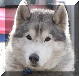 Bralin Siberian Huskies
