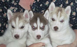 Siberian Husky