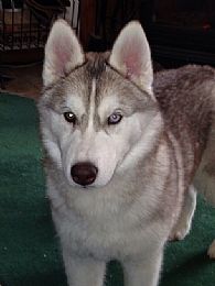 Siberian Husky