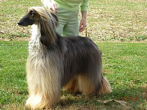 Afghan Hound