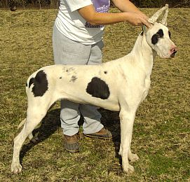 Great Dane