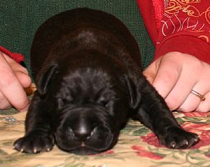 TTS Great Danes