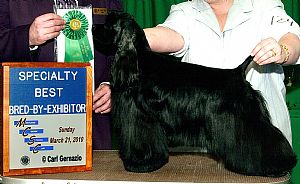 Cocker Spaniel