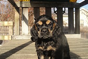 Cocker Spaniel