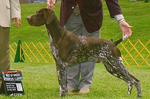 German Shorthaired Pointer