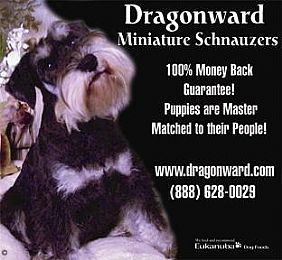 Miniature Schnauzer