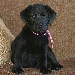 The Captain's Labradors