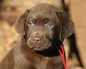 The Captain's Labradors