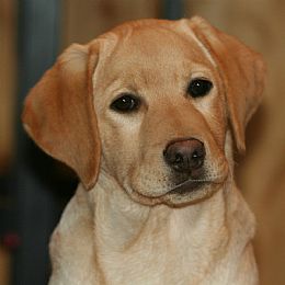 The Captain's Labradors