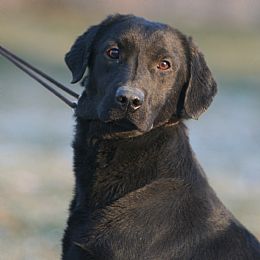 The Captain's Labradors