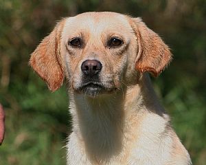The Captain's Labradors