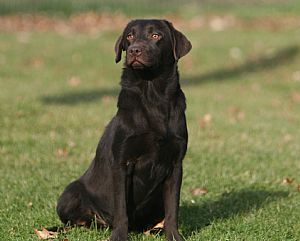The Captain's Labradors