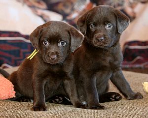 Labrador Retriever