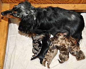 K-Dachs Miniature Dachshunds