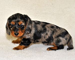 K-Dachs Miniature Dachshunds