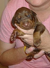 Doberman