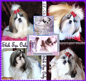 Shih Tzu