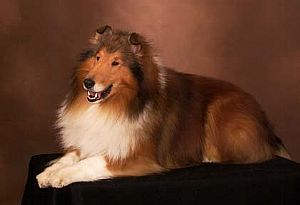 Collie