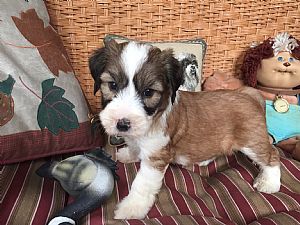 brindle tibetan terrier