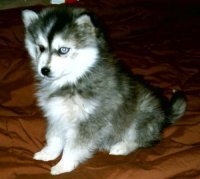 Siberian Husky