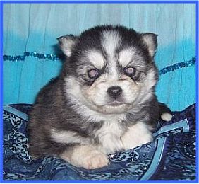 Miniature Siberian Huskies!