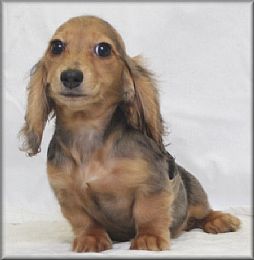 Dachshund