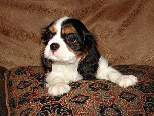 Cavalier King Charles Spaniel