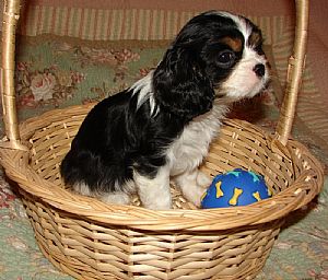 Cavalier King Charles Spaniel