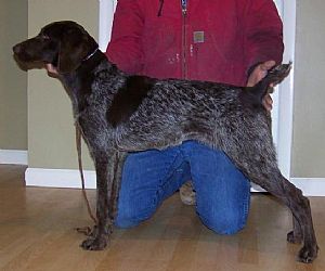 German Shorthaired Pointer