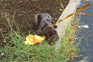 Idaho Hunting Dogs