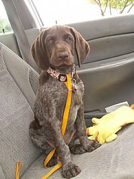 German Shorthaired Pointer Puppies