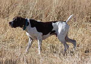 German Shorthaired Pointer