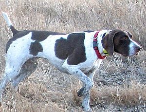 Idaho Hunting Dogs