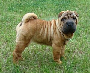 Chinese Shar-Pei