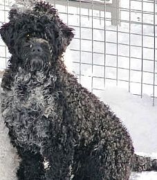 Sharmink Portuguese Water Dogs