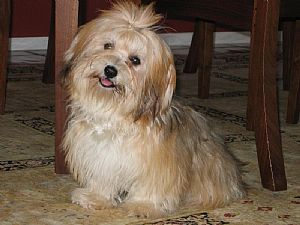 Havanese