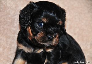 Cavalier King Charles Spaniel