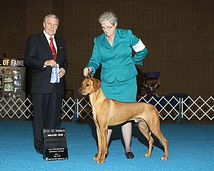 Rhodesian Ridgeback