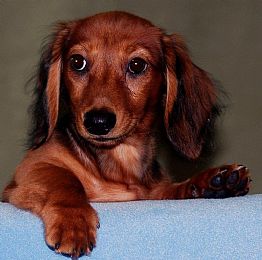 Dachshund