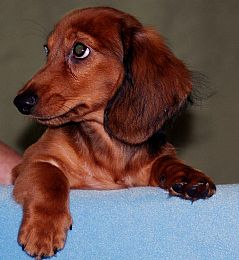 Windridgedachshunds