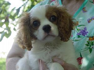 Cavalier King Charles Spaniel