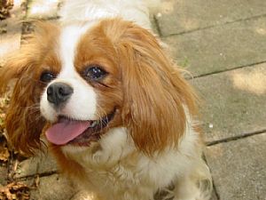Cavalier King Charles Spaniel