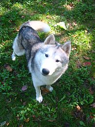 Siberian Husky