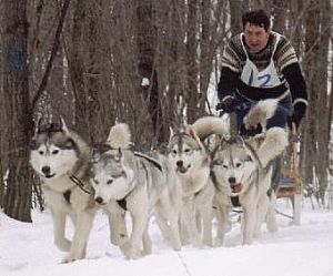 Siberian Husky