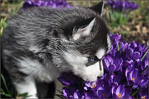 SNOWBORN SIBERIANS