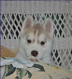 Siberian Husky
