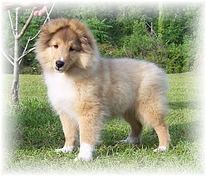 Shetland Sheepdog