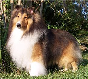Shetland Sheepdog