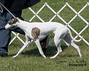 Whippet