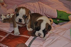 TJS BULLDOGS